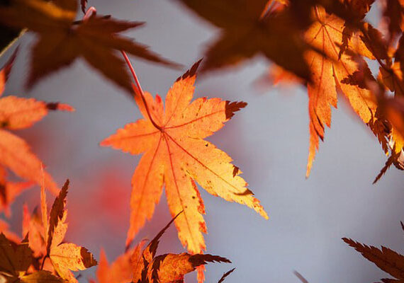 Rutas de Otoño. (II)