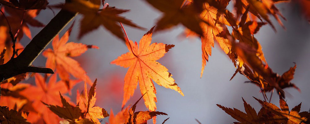 Rutas de Otoño. (II)